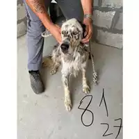 Foto dell\'animale COMUNE DI AGEROLA - 380260042718127