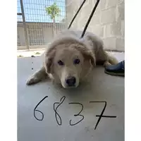 Foto dell\'animale COMUNE DI AGEROLA - 380260040456837