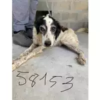 Foto dell\'animale COMUNE DI AGEROLA - 380260040458153