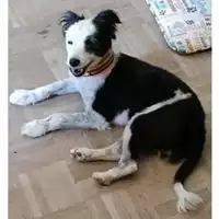 Foto dell\'animale COMUNE DI POMPEI - 972000000479463