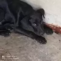 Foto dell\'animale COMUNE DI OTTAVIANO - 380260044863406