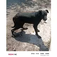 Foto dell\'animale COMUNE DI OTTAVIANO - 380260044863406