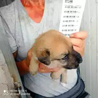 Foto dell\'animale COMUNE DI OTTAVIANO - 380260044858669
