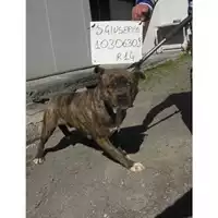 Foto dell\'animale COMUNE DI SAN GIUSEPPE VESUVIANO - 380260010306309