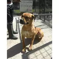 Foto dell\'animale COMUNE DI SAN GIUSEPPE VESUVIANO - 380260010306307