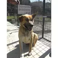 Foto dell\'animale COMUNE DI SAN GIUSEPPE VESUVIANO - 380260010306373
