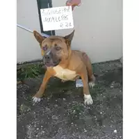 Foto dell\'animale COMUNE DI SAN GIUSEPPE VESUVIANO - 380260007091186