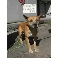 Foto dell\'animale COMUNE DI SAN GIUSEPPE VESUVIANO - 380260010306537