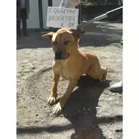 Foto dell\'animale COMUNE DI SAN GIUSEPPE VESUVIANO - 380260010306381