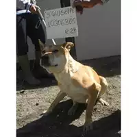 Foto dell\'animale COMUNE DI SAN GIUSEPPE VESUVIANO - 380260010306305