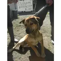 Foto dell\'animale COMUNE DI SAN GIUSEPPE VESUVIANO - 380260010306299