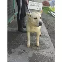 Foto dell\'animale COMUNE DI SAN GIUSEPPE VESUVIANO - 380260042619890