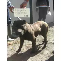 Foto dell\'animale COMUNE DI SAN GIUSEPPE VESUVIANO - 380260042407972