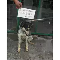 Foto dell\'animale COMUNE DI SAN GIUSEPPE VESUVIANO - 380260041112023