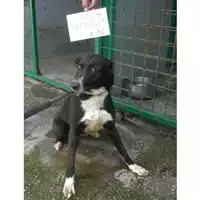 Foto dell\'animale COMUNE DI SAN GIUSEPPE VESUVIANO - 380260042052629