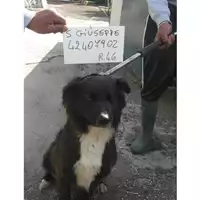 Foto dell\'animale COMUNE DI SAN GIUSEPPE VESUVIANO - 380260042407902