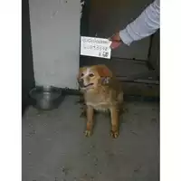 Foto dell\'animale COMUNE DI SAN GIUSEPPE VESUVIANO - 380260040893378
