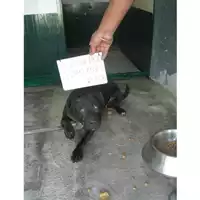 Foto dell\'animale COMUNE DI SAN GIUSEPPE VESUVIANO - 380260042707517