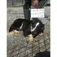 Foto dell\'animale COMUNE DI SAN GIUSEPPE VESUVIANO - 380260040854967