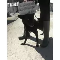 Foto dell\'animale COMUNE DI SAN GIUSEPPE VESUVIANO - 380260042396200