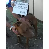 Foto dell\'animale COMUNE DI SAN GIUSEPPE VESUVIANO - 380260043094993