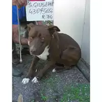 Foto dell\'animale COMUNE DI SAN GIUSEPPE VESUVIANO - 380260043095654