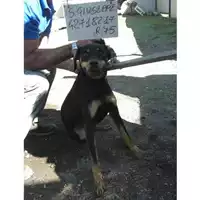 Foto dell\'animale COMUNE DI SAN GIUSEPPE VESUVIANO - 380260042718217