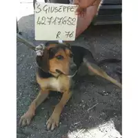Foto dell\'animale COMUNE DI SAN GIUSEPPE VESUVIANO - 380260042717652