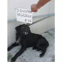 Foto dell\'animale COMUNE DI SAN GIUSEPPE VESUVIANO - 380260042412761