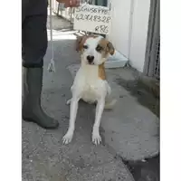 Foto dell\'animale COMUNE DI SAN GIUSEPPE VESUVIANO - 380260042718328