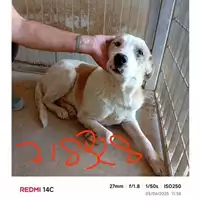 Foto dell\'animale COMUNE DI SAN GIUSEPPE VESUVIANO - 380260042718328