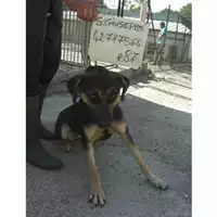 Foto dell\'animale COMUNE DI SAN GIUSEPPE VESUVIANO - 380260042717564