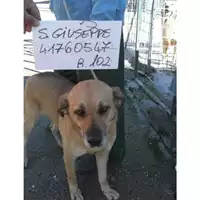 Foto dell\'animale COMUNE DI SAN GIUSEPPE VESUVIANO - 380260041760547