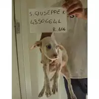 Foto dell\'animale COMUNE DI SAN GIUSEPPE VESUVIANO - 380260043506641