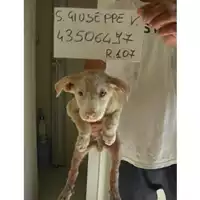 Foto dell\'animale COMUNE DI SAN GIUSEPPE VESUVIANO - 380260043506497