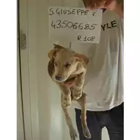 Foto dell\'animale COMUNE DI SAN GIUSEPPE VESUVIANO - 380260043506685
