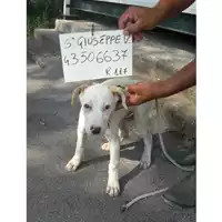 Foto dell\'animale COMUNE DI SAN GIUSEPPE VESUVIANO - 380260043506637