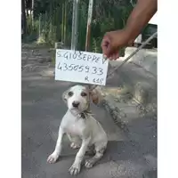 Foto dell\'animale COMUNE DI SAN GIUSEPPE VESUVIANO - 380260043505933