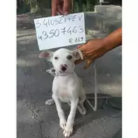 Foto dell\'animale COMUNE DI SAN GIUSEPPE VESUVIANO - 380260043507463