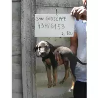 Foto dell\'animale COMUNE DI SAN GIUSEPPE VESUVIANO - 380260043486153
