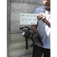 Foto dell\'animale COMUNE DI SAN GIUSEPPE VESUVIANO - 380260043485695