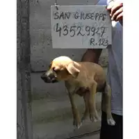 Foto dell\'animale COMUNE DI SAN GIUSEPPE VESUVIANO - 380260043529927