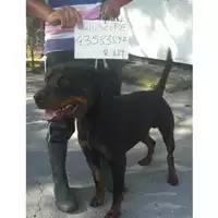 Foto dell\'animale COMUNE DI SAN GIUSEPPE VESUVIANO - 380260043583897