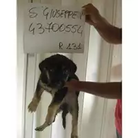 Foto dell\'animale COMUNE DI SAN GIUSEPPE VESUVIANO - 380260043700554