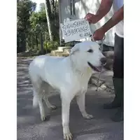 Foto dell\'animale COMUNE DI SAN GIUSEPPE VESUVIANO - 380260043760242