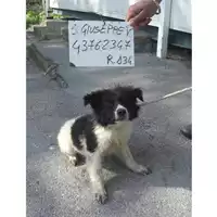 Foto dell\'animale COMUNE DI SAN GIUSEPPE VESUVIANO - 380260043762347