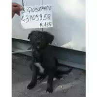 Foto dell\'animale COMUNE DI SAN GIUSEPPE VESUVIANO - 380260043709958