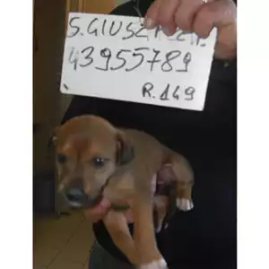 COMUNE DI SAN GIUSEPPE VESUVIANO - 380260043955789