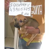 Foto dell\'animale COMUNE DI SAN GIUSEPPE VESUVIANO - 380260043965775