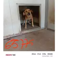 Foto dell\'animale COMUNE DI SAN GIUSEPPE VESUVIANO - 380260043965775